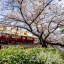 Поезд курсирует между Осака-умэда и Киото-каварамати по субботам, воскресеньям и праздникам.