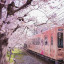 Розовый поезд среди цветущей сакуры