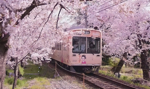 Розовый поезд среди цветущей сакуры