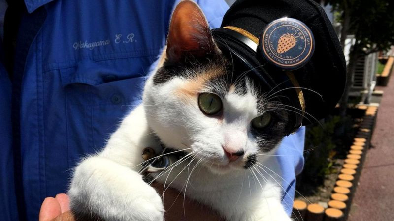 Йонтама ("Тама четвертая") - самая младшая из кошек черепахового окраса, служащая начальником станции на железной дороге Вакаямы (Автор фотографии Rob Gross)