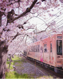 Розовый поезд среди цветущей сакуры, Киото