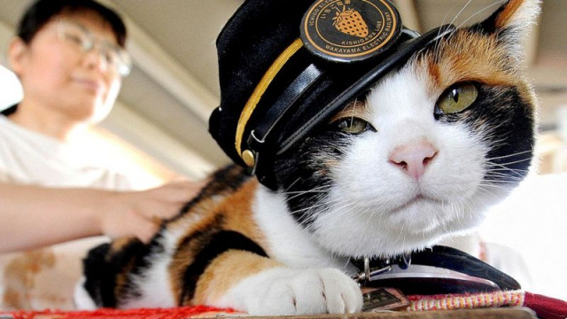Кошка-самурай, которая спасла японскую железную дорогу