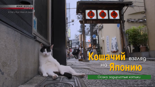 Осака: задиристые котики - Кошачий взгляд на Японию / A Cat's-Eye View of Japan