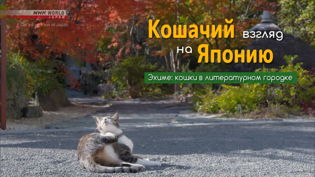 Эхиме: кошки в литературном городке | Кошачий взгляд на Японию / A Cat's-Eye View of Japan