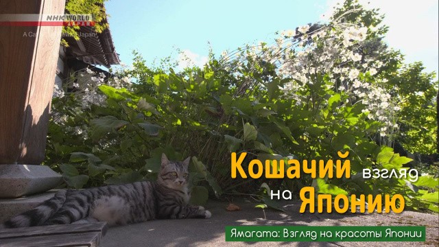Ямагата: Взгляд на красоты Японии | Кошачий взгляд на Японию / A Cat's-Eye View of Japan