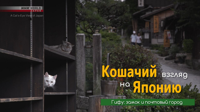Гифу: замок и почтовый город | Кошачий взгляд на Японию / A Cat's-Eye View of Japan