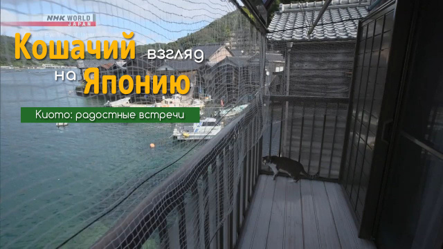 Киото: радостные встречи | Кошачий взгляд на Японию / A Cat's-Eye View of Japan