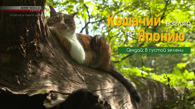 Сендай: В густой зелени | Кошачий взгляд на Японию / A Cat's-Eye View of Japan
