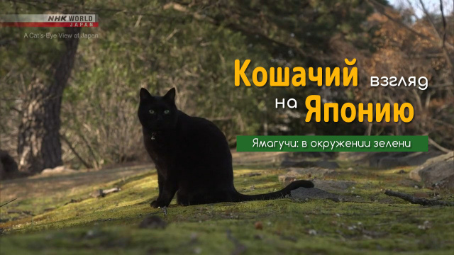 Ямагучи: в окружении зелени | Кошачий взгляд на Японию / A Cat's-Eye View of Japan