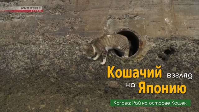 Кагава: Рай на острове Кошек | Кошачий взгляд на Японию / A Cat's-Eye View of Japan