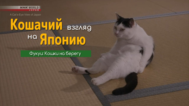 Фукуи: Кошки на берегу | Кошачий взгляд на Японию / A Cat's-Eye View of Japan