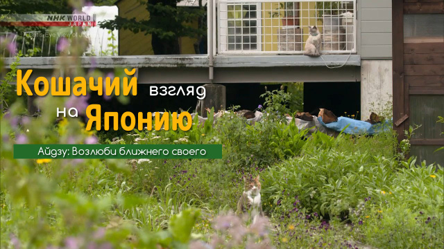 Айдзу: Возлюби ближнего своего | Кошачий взгляд на Японию / A Cat's-Eye View of Japan