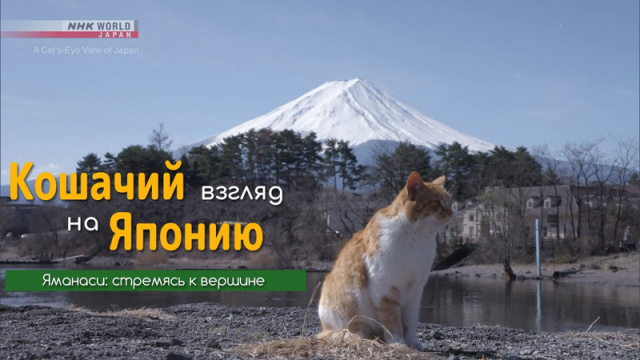 Яманаси: стремясь к вершине - Кошачий взгляд на Японию / A Cat's-Eye View of Japan