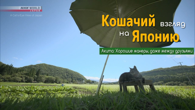 Акита: Хорошие манеры, даже между друзьями | Кошачий взгляд на Японию / A Cat's-Eye View of Japan