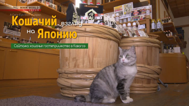 Сайтама: кошачье гостеприимство в Кавагоэ - Кошачий взгляд на Японию / A Cat's-Eye View of Japan