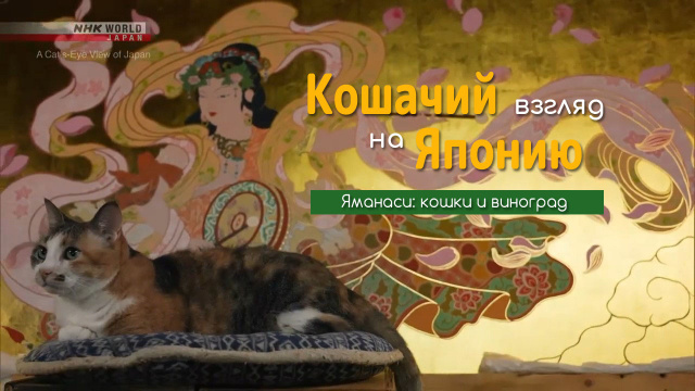 🐾 Яманаси: кошки и виноград | Кошачий взгляд на Японию / A Cat's-Eye View of Japan