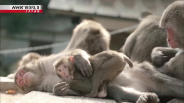 ЖИВОТНЫЕ ЯПОНИИ: Горные обезьяны - Познай японию | JAPANIMALS: Monkey Mountain - Dig More Japan [Anything Group]