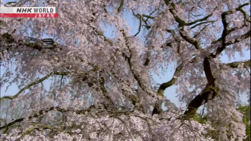 ВЕСНА ПРОБУЖДАЕТСЯ: Сила для лепестков / SPRING AWAKENS- Mettle for the Petals - Dig More Japan