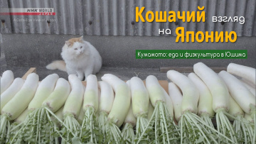 Кумамото: еда и физкультура в Юшима | Кошачий взгляд на Японию / A Cat's-Eye View of Japan