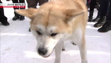 ЖИВОТНЫЕ ЯПОНИИ: Культовые собаки породы Акита - Познай японию | JAPANIMALS- Iconic Akita Dogs - Dig More Japan [Anything Group]