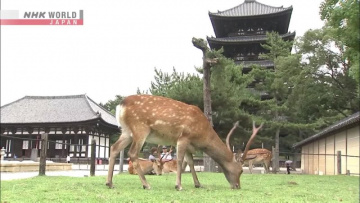 ЖИВОТНЫЕ ЯПОНИИ: Оленья жизнь - Познай японию | JAPANIMALS- Deer Life - Dig More Japan [Anything Group]