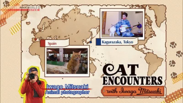 ВСТРЕЧАЯ КОТОВ: каково быть боссом | CAT ENCOUNTERS  Being the Boss - A Cat s-Eye View of Japan [Anything Group]